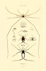 Araignées, 1833-39